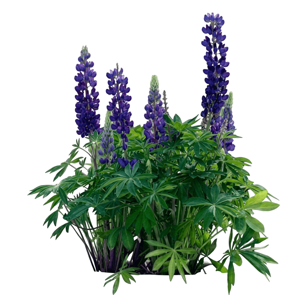 Lupine, Gallery Blue (Lupinus 'Gallery Blue') - Perennials