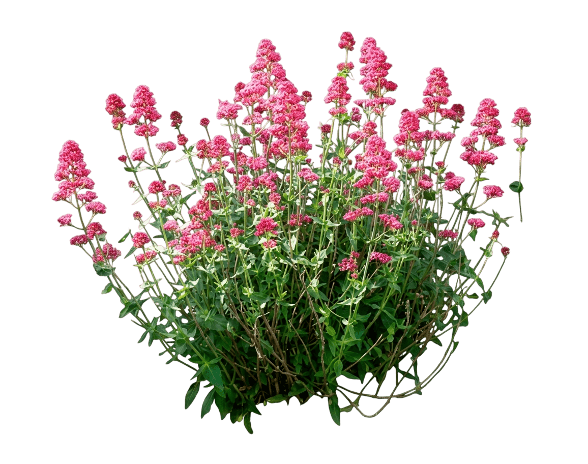 Red Valerian (Syn. Centranthus Ruber Var. Coccineus) - Perennials