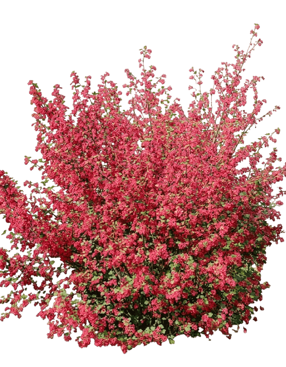 Currant, Hardy Red Flowering (Ribes X Gordonianum) - Ground Layers