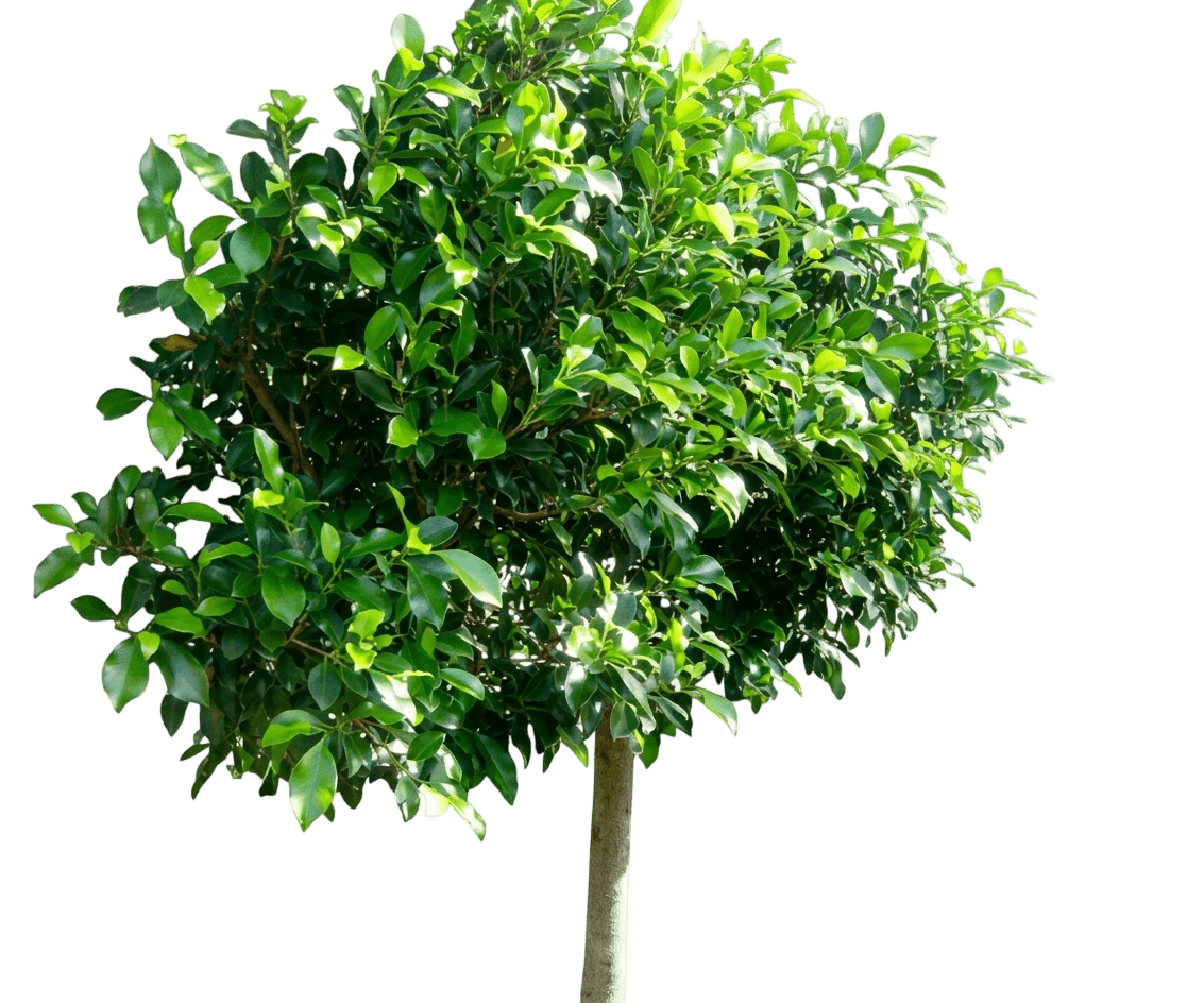 Fig Tree (Ficus Hillii Emerald 'Fig Tree') - Evergreen Trees