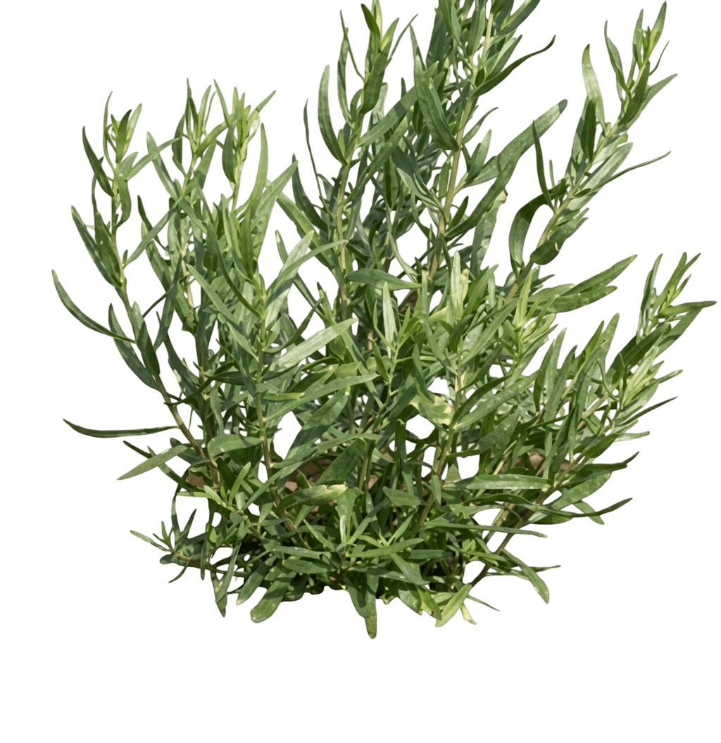 French Tarragon (Artemisia Dracunculus 'Sativa') - Perennials