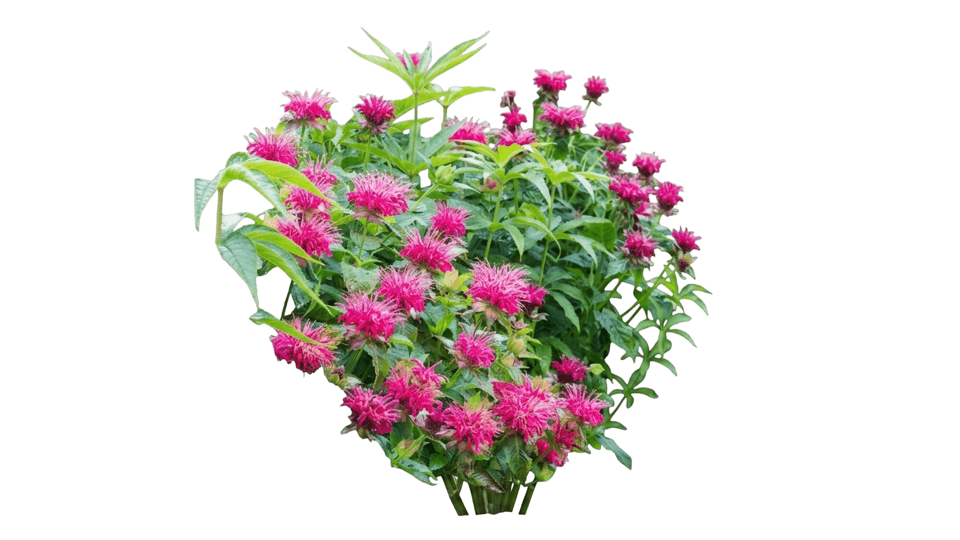 Beemine Lavender Bee Balm (Monarda Didyma 'Balbeemav') - Perennials