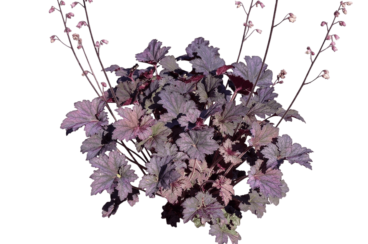 Frosted Violet Coral Bells (Heuchera 'Frosted Violet') - Perennials