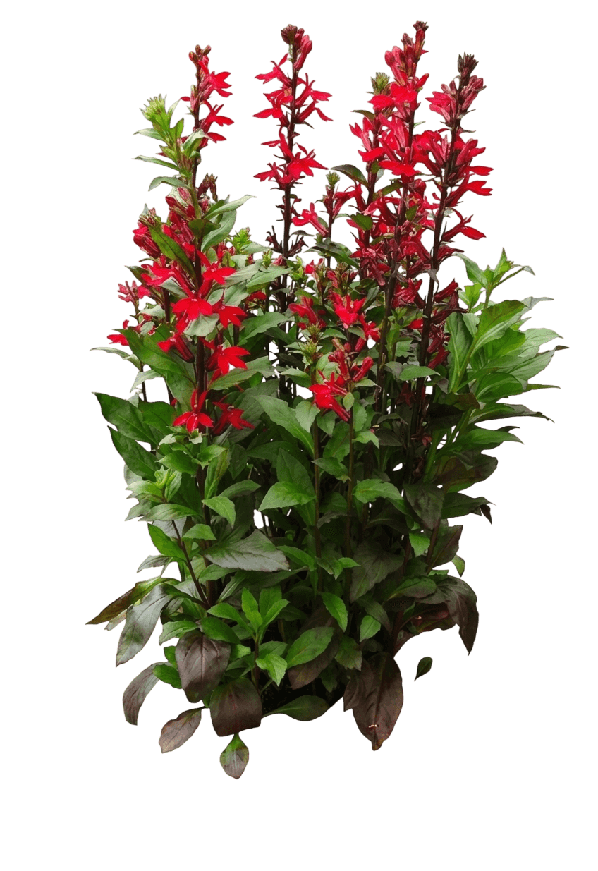 Starship™ Blue Cardinal Flower (Lobelia X Speciosa Var. X Speciosa 'Pas1302712') - Perennials