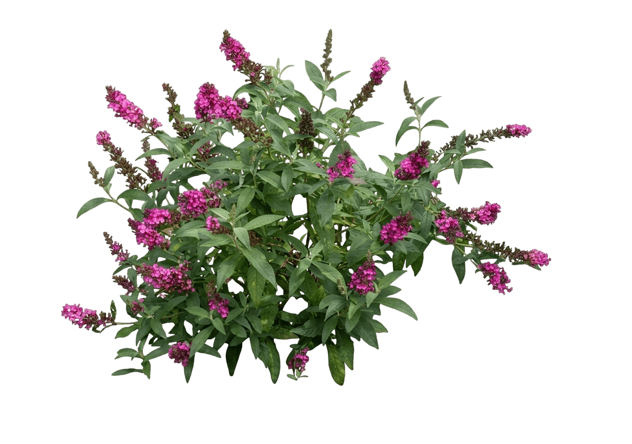 Butterfly Bush, 'Buzz Raspberry' (Buddleia Davidii 'Buzz Raspberry') - Perennials