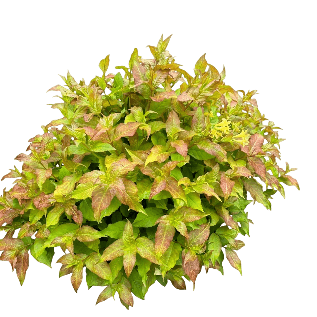 Bush Honeysuckle 'Smndss' Pp34138 Kodiak® (Diervilla Splendens Fresh® 'Smndss') - Ground Layers