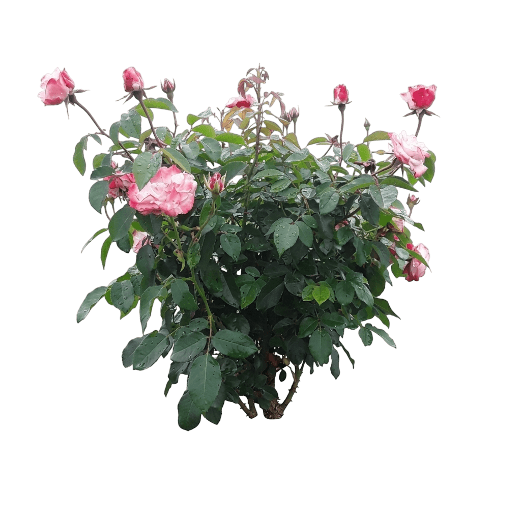 Color Splash Rose (Rosa Var. Spp. 'Color Splash') - Shrubs