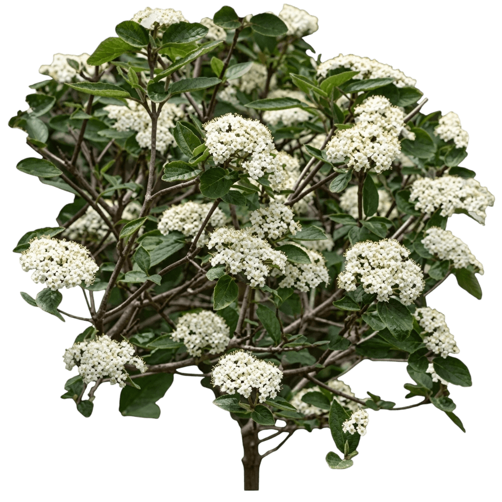 Yardline® Viburnum (Viburnum X Var. X 'Ncvx1') - Shrubs