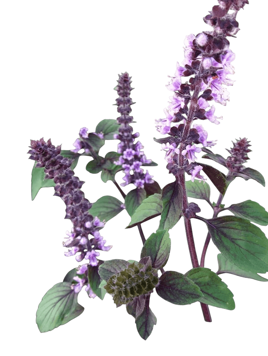 Purple Ruffles basil (Ocimum Basilicum 'Purple Ruffles') - Perennials