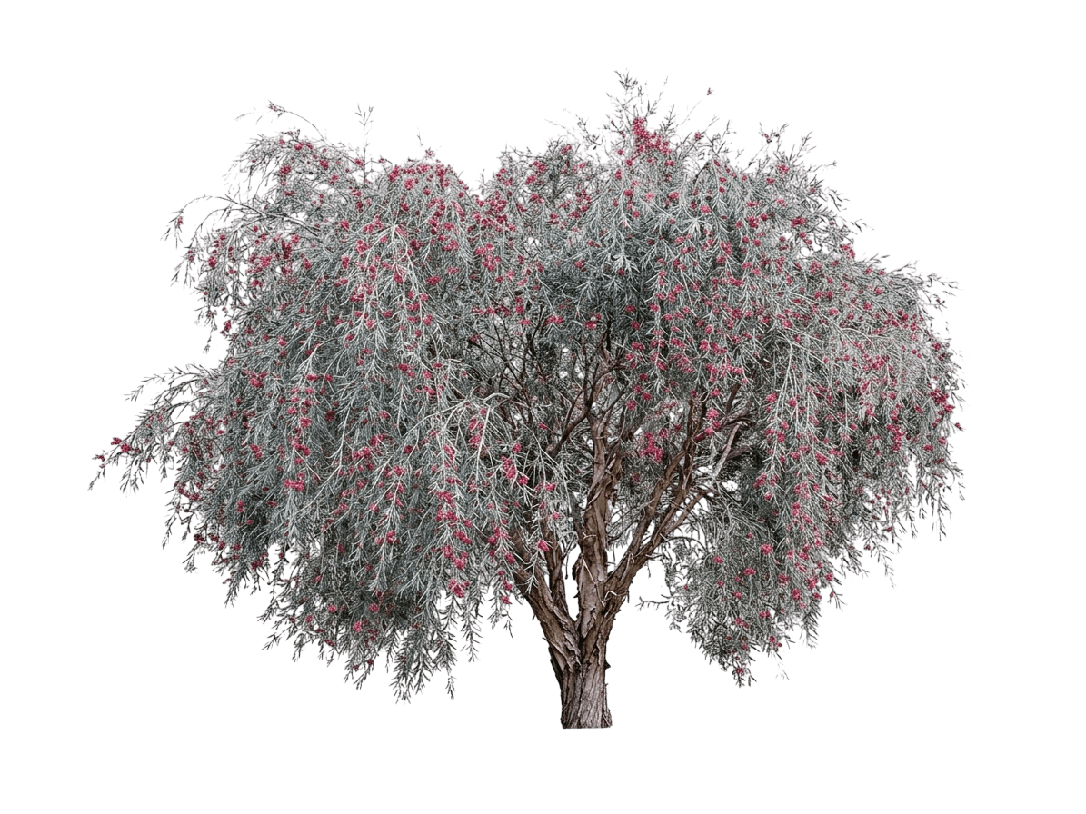 Silver (Leptospermum Brachyandrum) - Ground Layers
