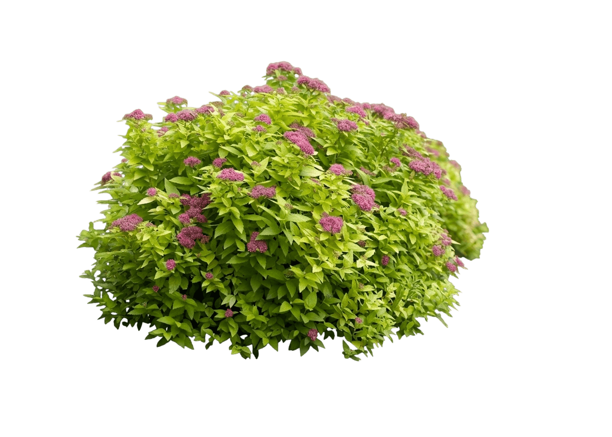 Gold Spirea 'Yan' Pp21615 Double Play® (Spiraea Japonica Gold 'Yan') - Ground Layers