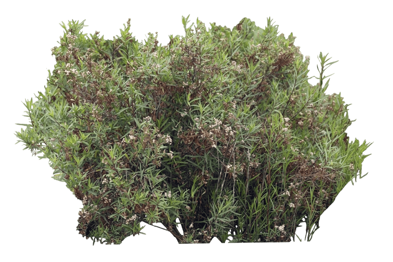 mule fat (Baccharis Salicifolia) - Shrubs