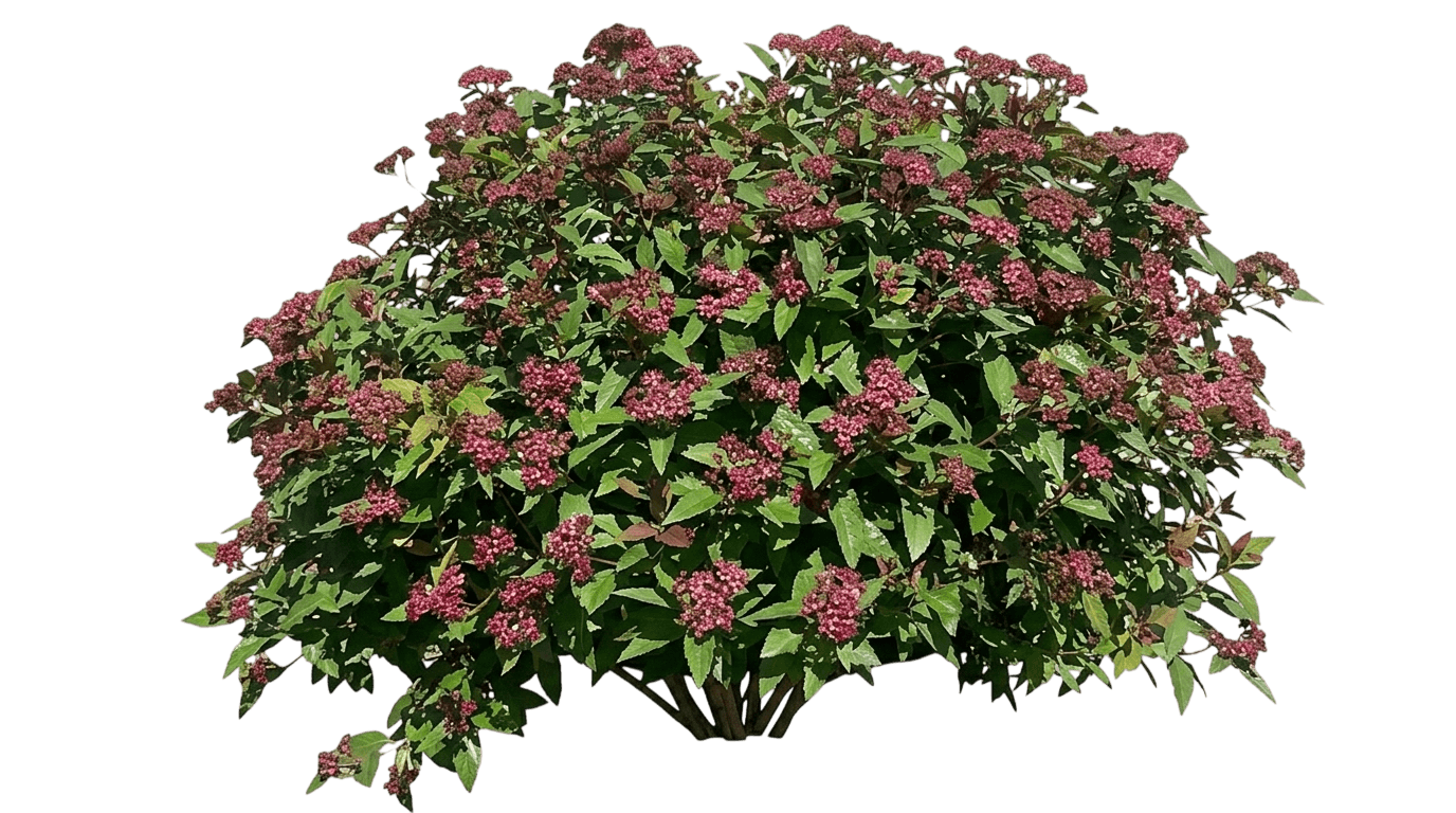 Double Play® Red Spirea (Double Play® Red Spiraea Japonica Uspp 26,993 Var. Japonica 'Smnsjmfr') - Shrubs