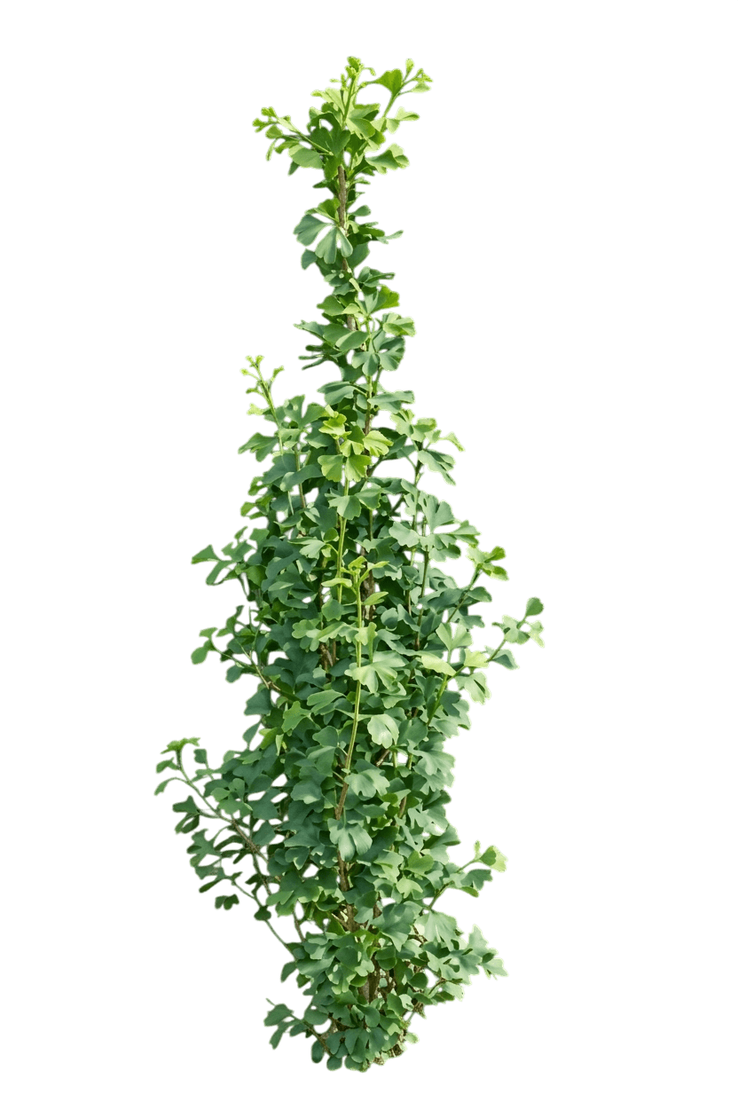 Columnar Maidenhair Tree 'Menhir' Skinny Fit® (Ginkgo Biloba Pp24226 'Menhir') - Shade Trees