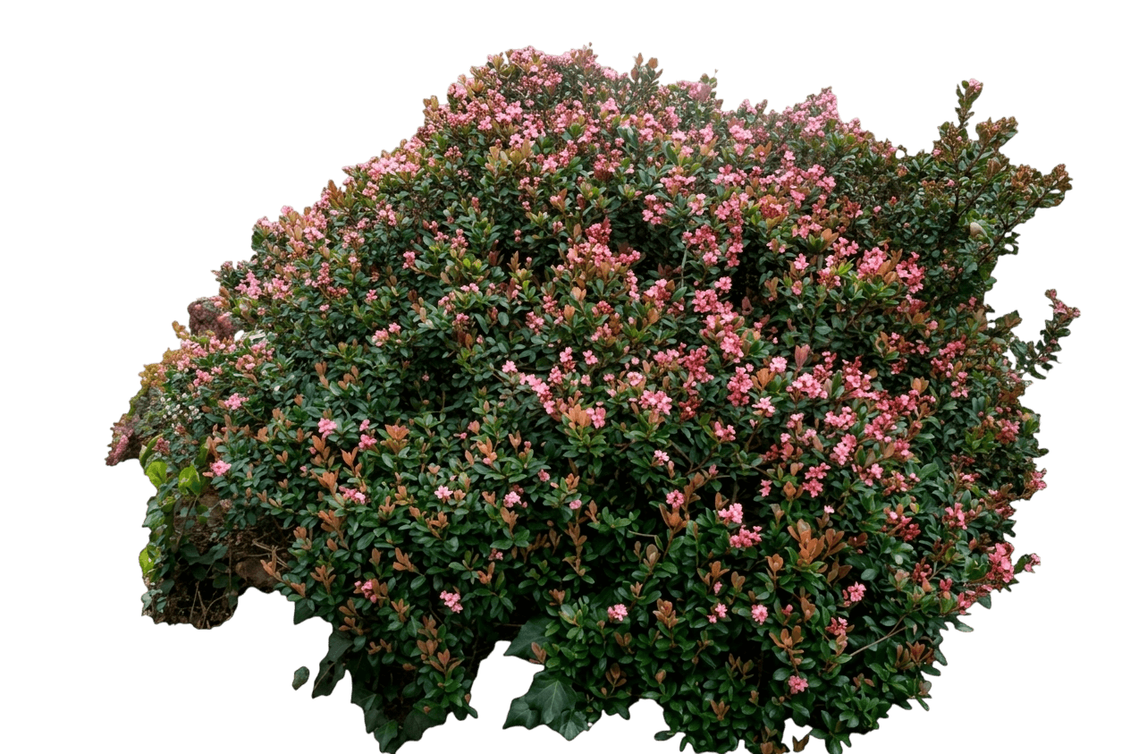 Apple Blossom (Rhaphiolepis Delacouri Indica 'Apple Blossom') - Ground Layers