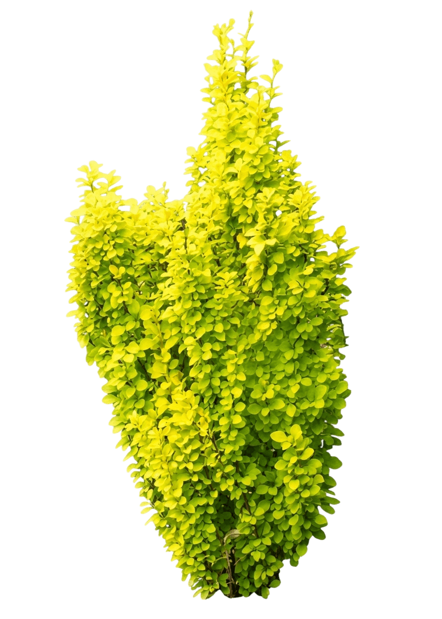 Barberry, Gold Pillar (Berberis Thunbergii ‘Gold Pillar’) - Ground Layers