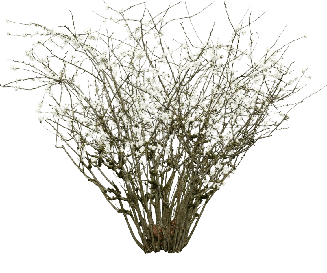 Double Take Eternal White® Flowering Quince (Chaenomeles Speciosa Var. Speciosa 'Smncsdw') - Shrubs