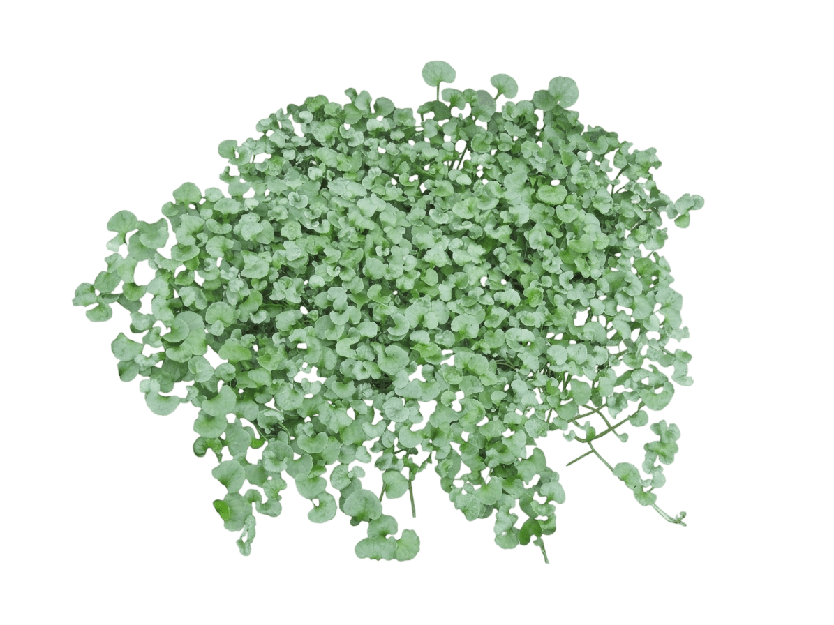 California ponysfoot (Dichondra Donelliana) - Perennials