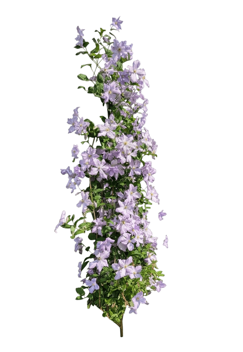 Issey™ Clematis (Clematis Var. Hybrid 'Evipo081') - Perennials