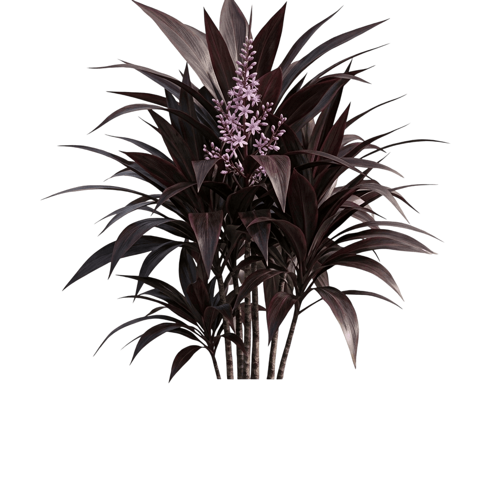 Negra (Cordyline 'Negra') - Ground Layers