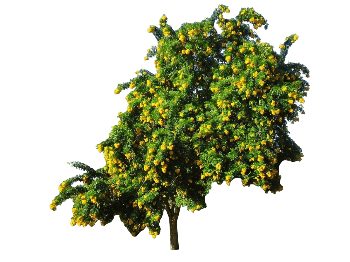 Chicklet® Gold Trumpet Bush (Tecoma Var. Spp. 'Smntcgt') - Shrubs