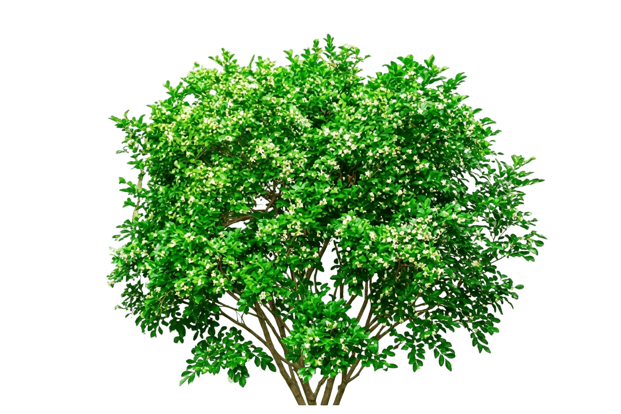 Hip High (Murraya Paniculata 'Hip High') - Ground Layers