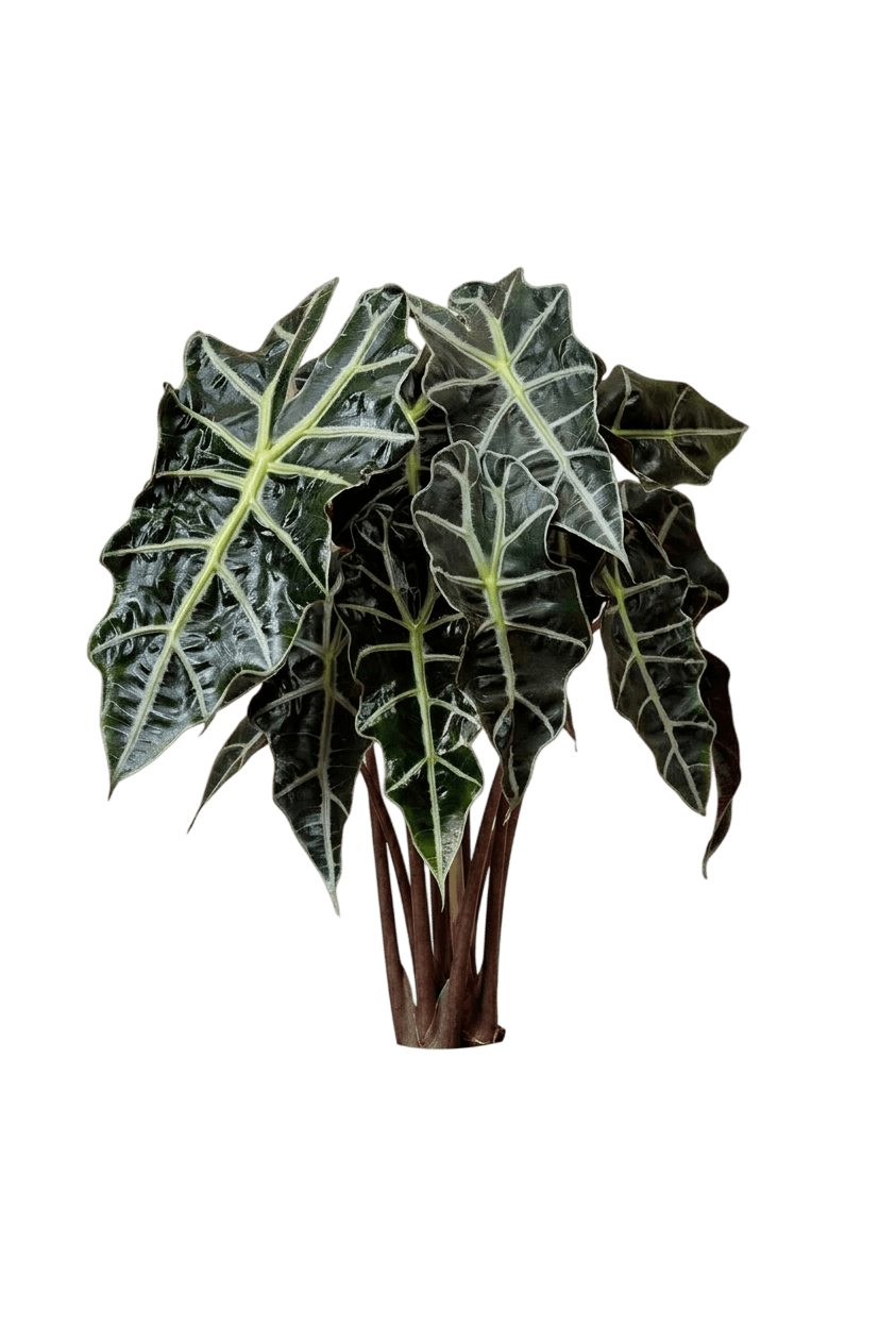 Alocasia Metalhead Elephant Ear (Alocasia Var. Hybrid 'Metalhead') - Perennials
