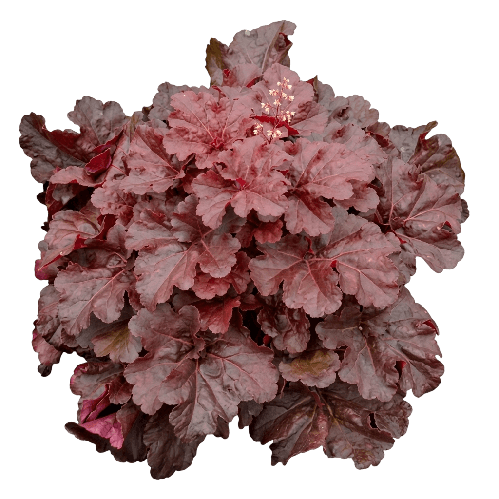 Mahogany Monster Coral Bells (Primo Seri (Heuchera Primo 'Mahogany Monster') - Perennials