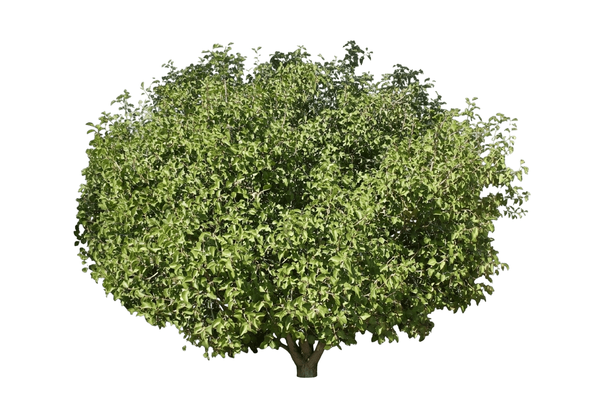 sugar bush (Rhus Ovata) - Shrubs