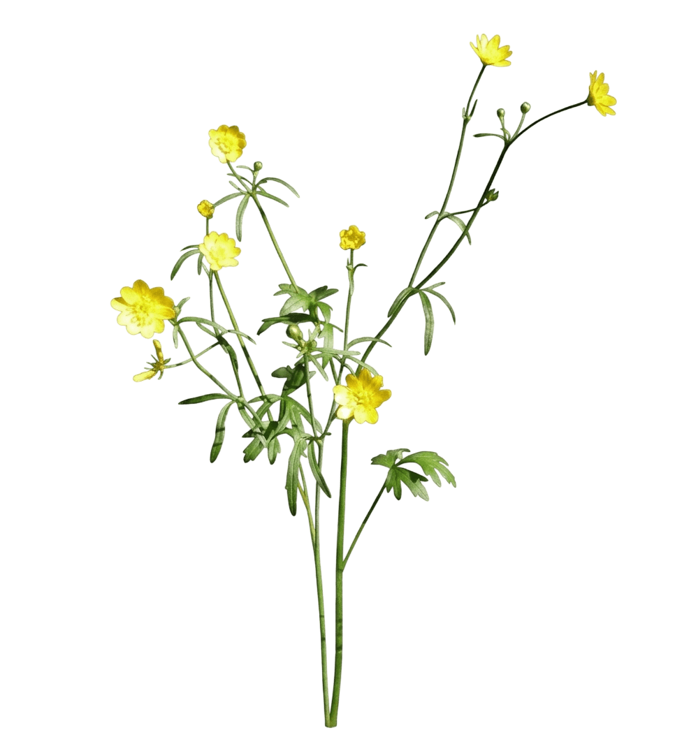 California buttercup (Ranunculus Californicus) - Perennials