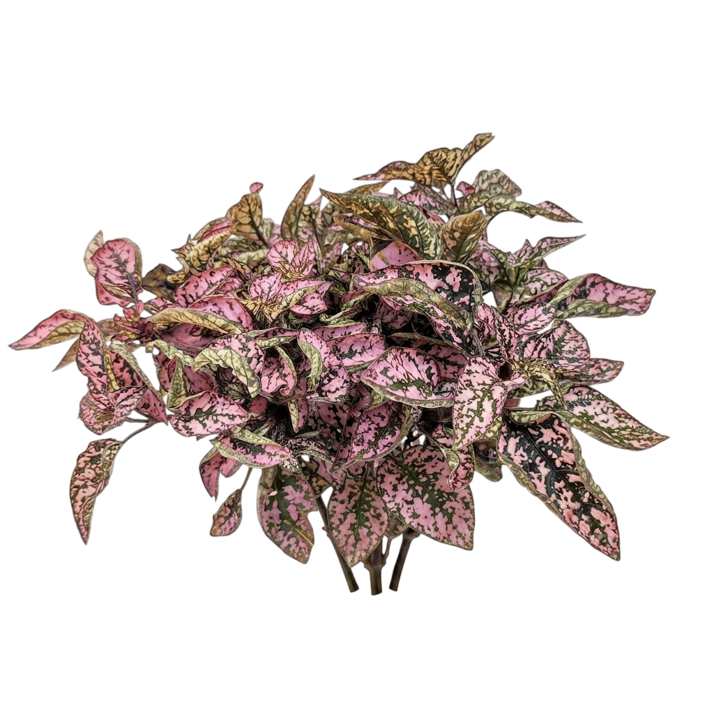 Splash Select Rose Polka Dot Plant (Hypoestes Phyllostachya 'Pas2342') - Indoor Plants