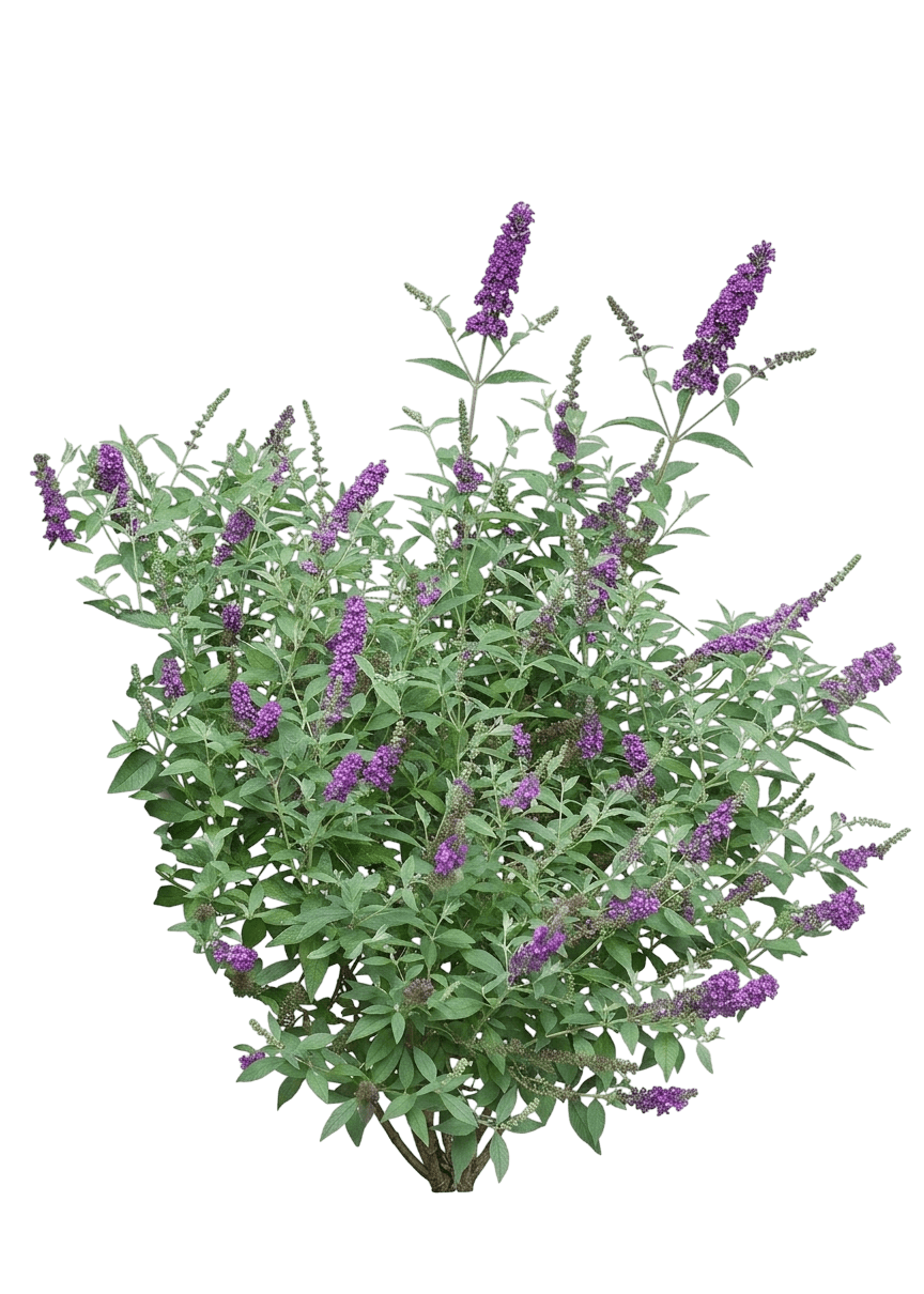 Funky Fuchsia Butterfly Bush (Buddleia 'Piibd-Ii') - Ground Layers
