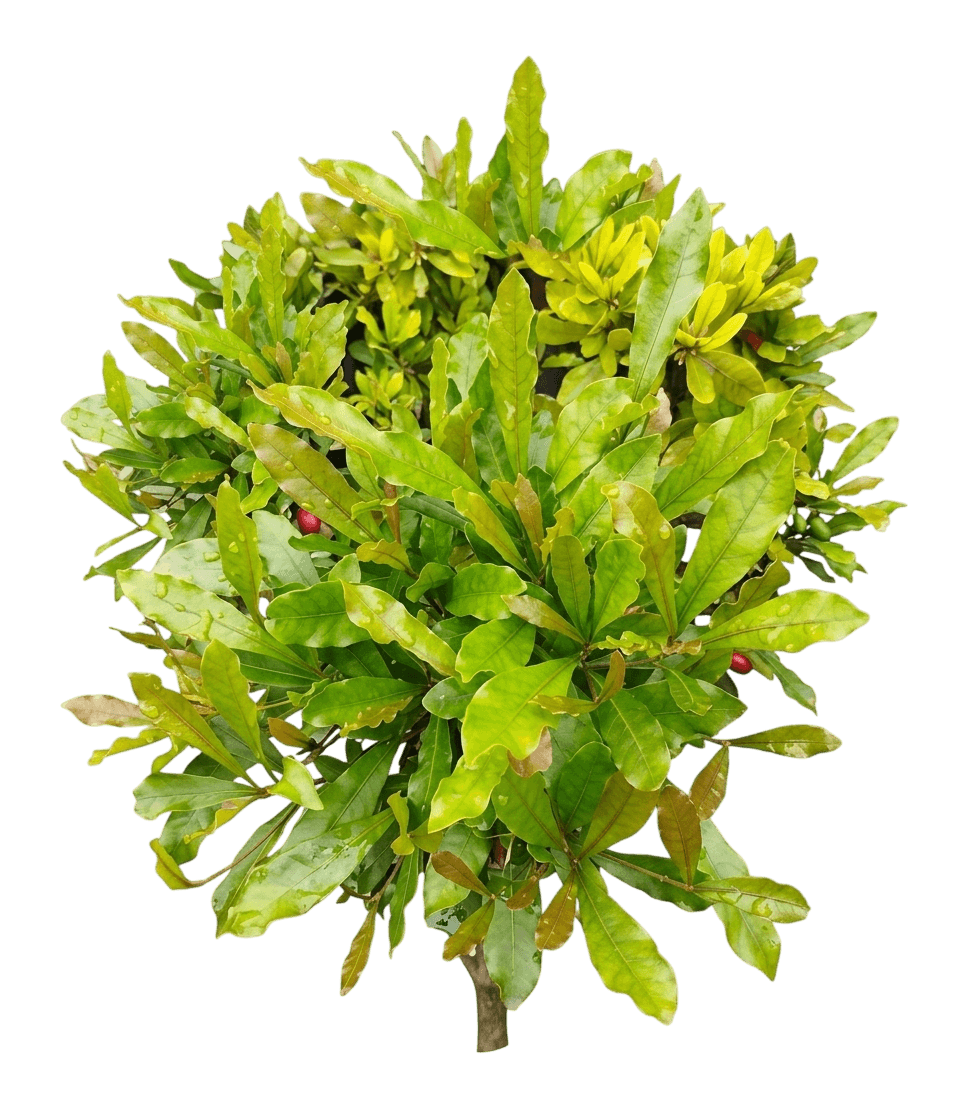 Miracle Fruit (Synsepalum Dulcificum) - Ground Layers