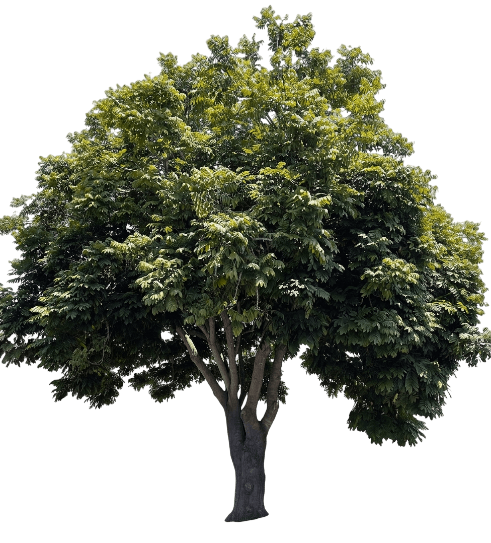 Black Bean Tree (Castanospermum Australe) - Evergreen Trees
