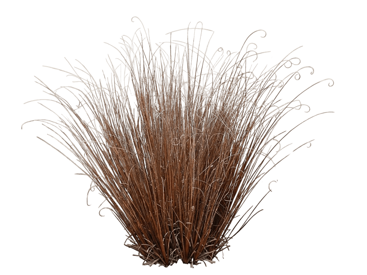 Firefox Leatherleaf Sedge (Carex Buchananii 'Firefox') - Grasses