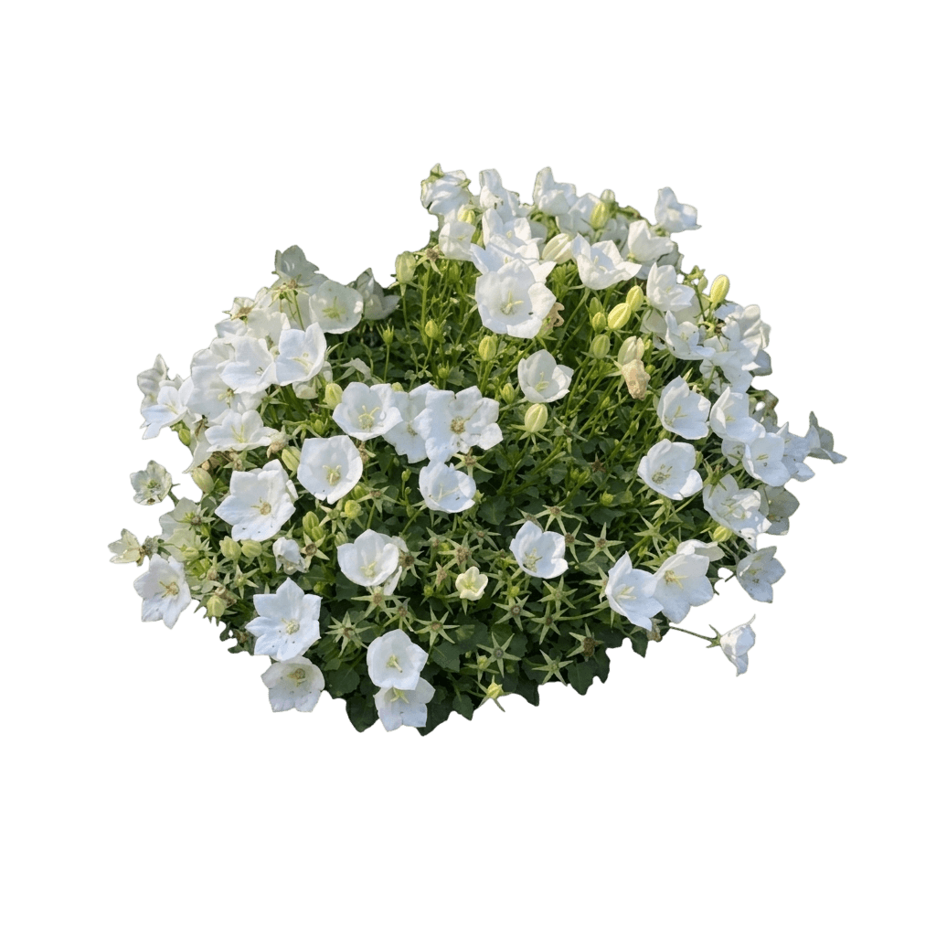 Pristar White Carpathian Bellflower (Campanula Carpatica 'Pristar White') - Perennials