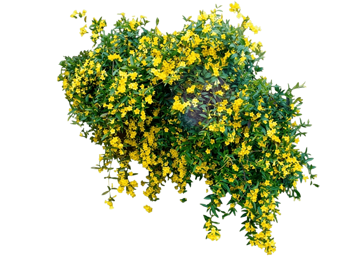 Carolina Jessamine (Gelsemium S. 'Margarita') - Ground Layers