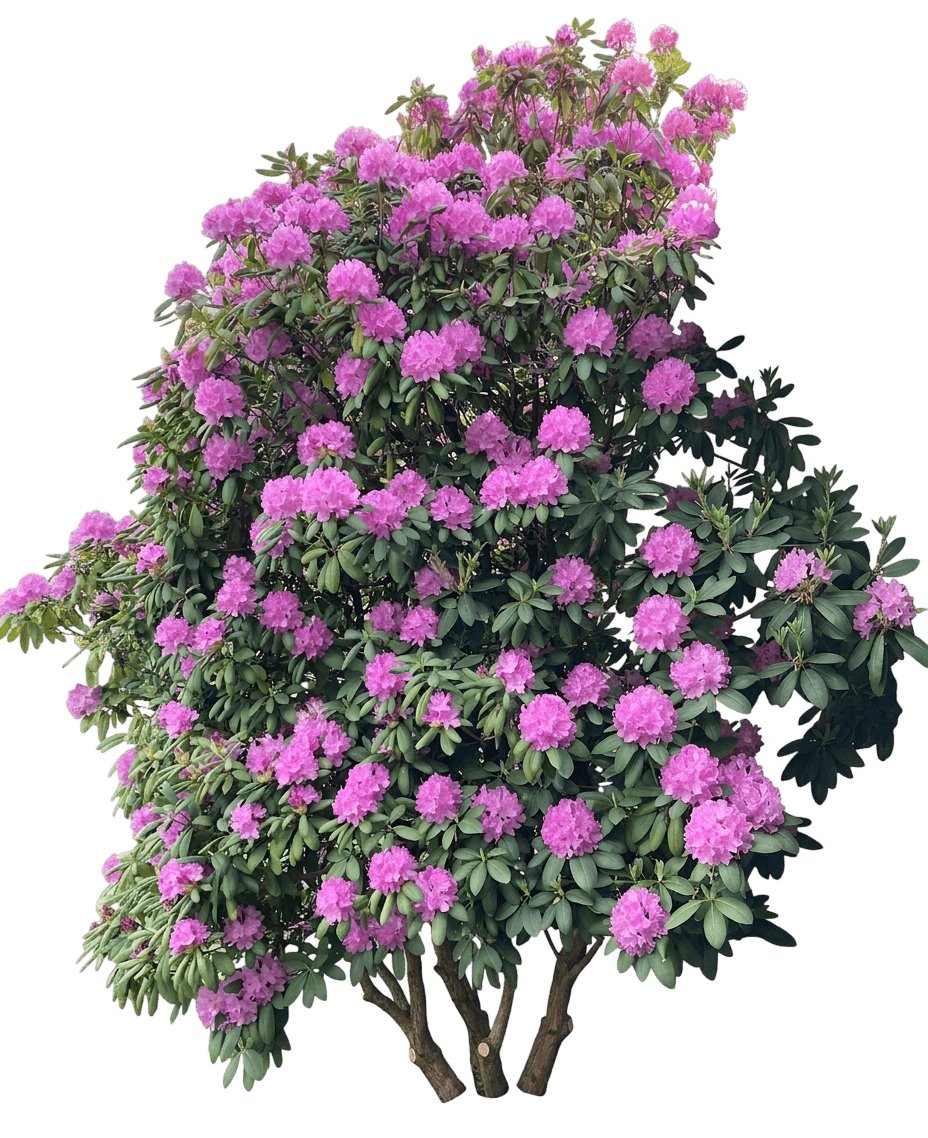 Bloombux Blush Rhododendron (Rhododendron 'Microhirs3') - Ground Layers