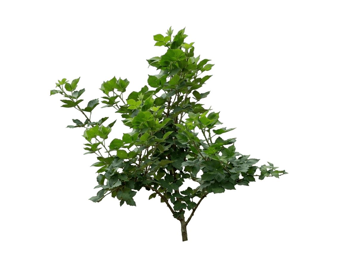 Mysore-Himbeere (Rubus Niveus Prime Ark 45 'Apf-45') - Pflanzen der Bodenschicht