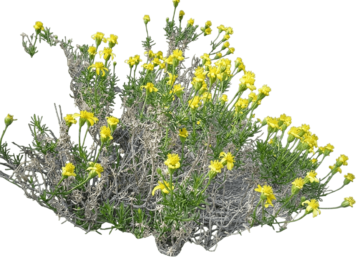 interior golden bush (Ericameria Linearifolia) - Shrubs