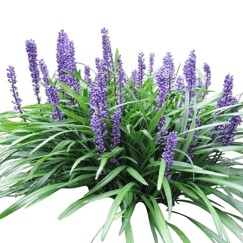 Lilyturf (Liriope Muscari 'Big Blue') - Ground Layers
