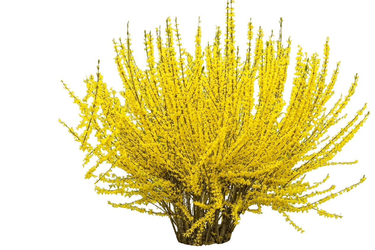 Forsythia 'Kolgold' Magical® (Forsythia X Intermedia Gold 'Kolgold') - Ground Layers