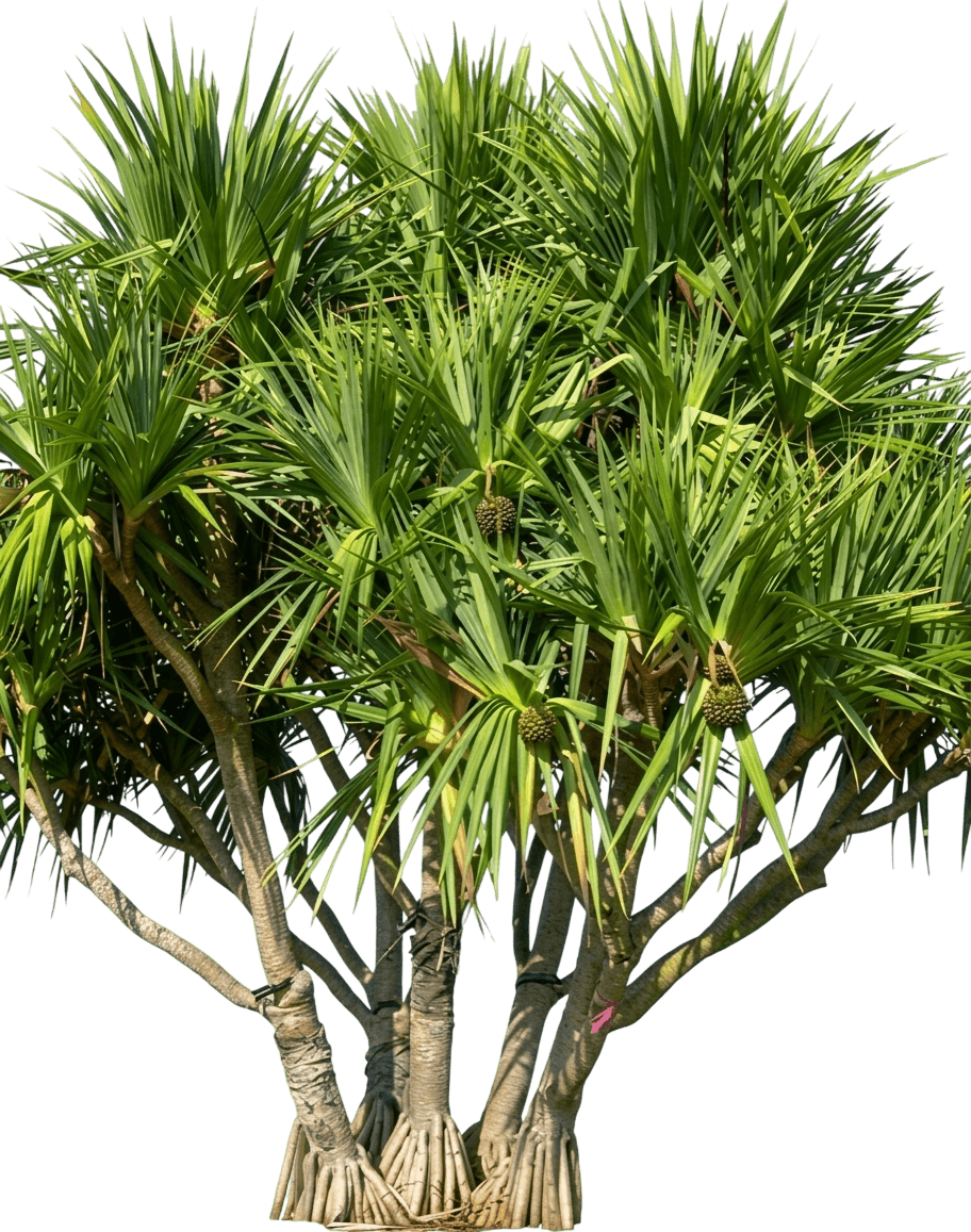 Screw Pine (Pandanus Cookii) - Evergreen Trees