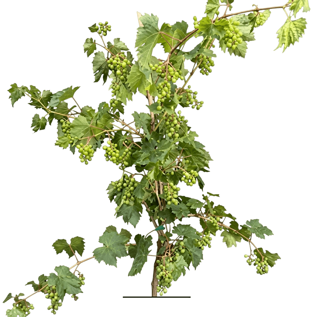 grape, canadice (seedless) (Vitis 'Canadice Seedless') - Perennials