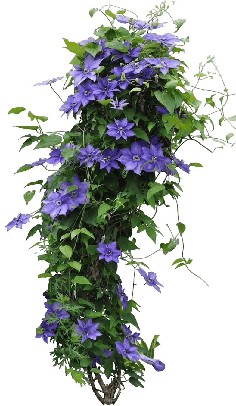 Corinne Clematis (Clematis 'Evipo063') - Perennials
