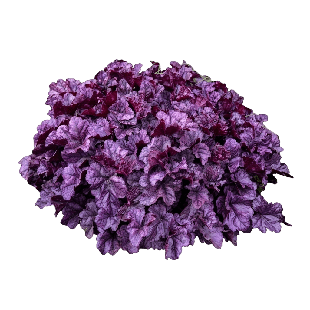 Berry Timeless Coral Bells (Heuchera X Var. X 'Berry Timeless') - Perennials