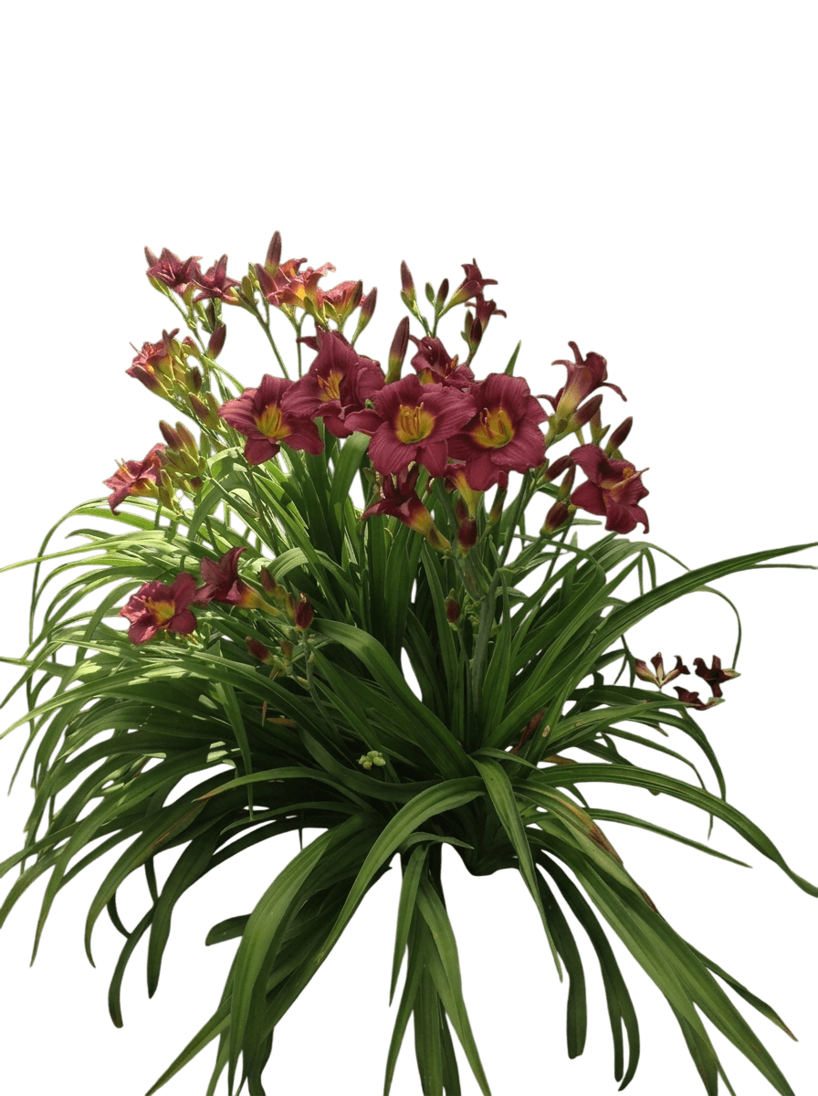 Daylily, Little Grapette (Hemerocallis, 'Little Grapette') - Perennials