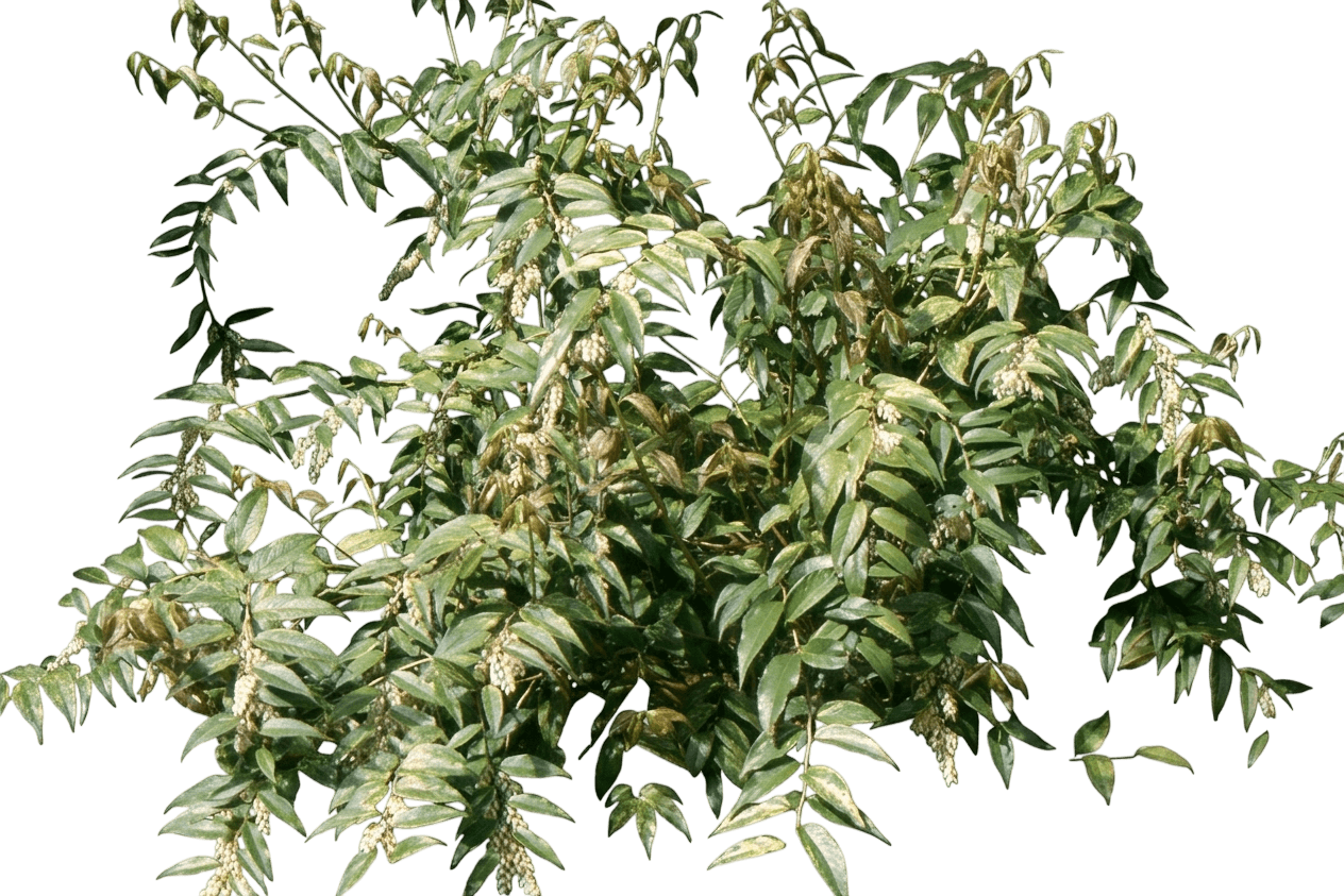 Paisley Pup® Doghobble (Leucothoe Fontanesiana Var. Fontanesiana 'Klmfp') - Shrubs