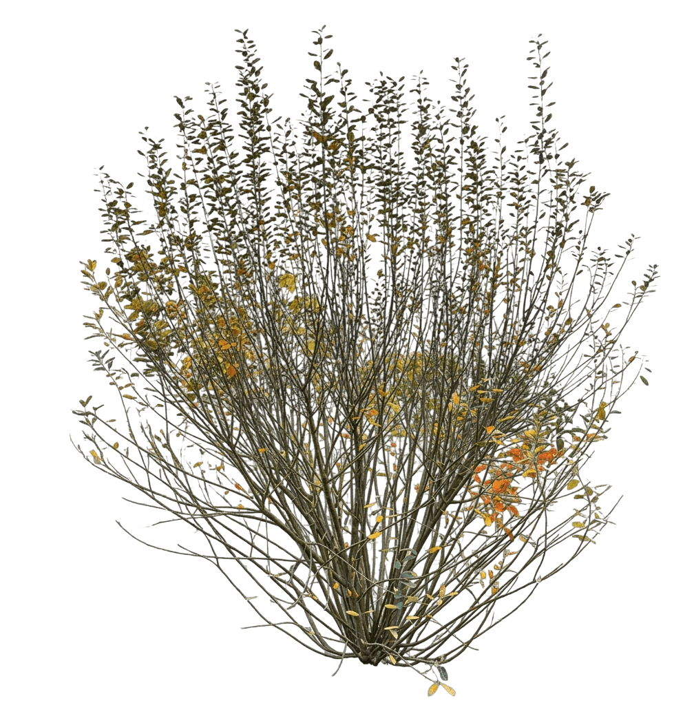 Willow, Blue Creek (Salix Arenaria) - Ground Layers