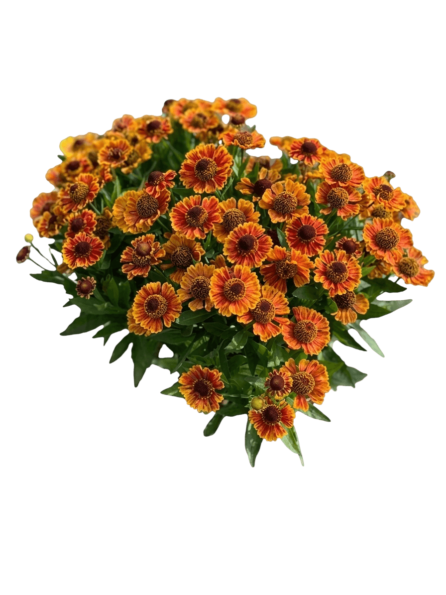 Mariachi™ Bandera Sneezeweed (Helenium Autumnale Pp 27,397 Var. Autumnale 'Bandera') - Perennials